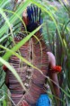 /album/imagens-arte-plumaria-/a112202538-ee44486864-jpg/